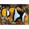 Amphiprion Percula :  2-3.5 cm  élevage